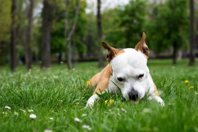 Dogs Eating Grass: Why Do They Do It And Is It Safe?