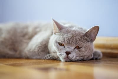 My cat won't stop vomiting: what to do and when to seek help